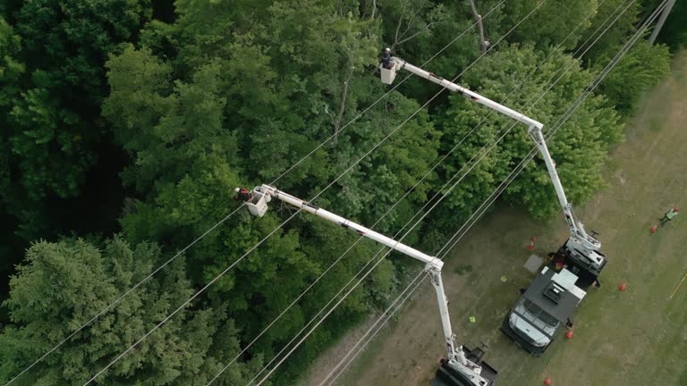 How Our Tree Care Process Works  in Lambertville, MI